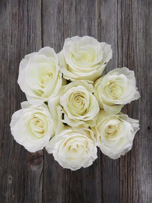 SNOWY JEWEL   WHITE ROSE